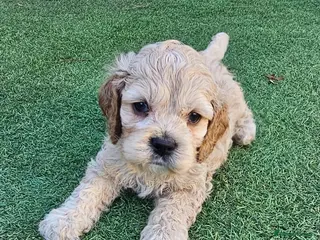 Cockapoo dogs F1b extensively DNA tested American cockerpoo - Advert 6