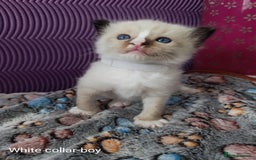 Ragdoll cats for sale: Adorable Ragdoll kittens - Image 11