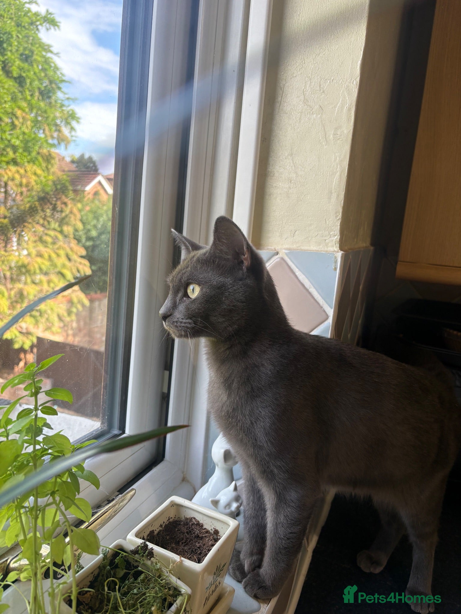 British Shorthair cats British Shorthair Looking for Furever Home - Advert 9