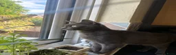 British Shorthair cats for sale: British Shorthair Looking for Furever Home in Reading - Advert 1