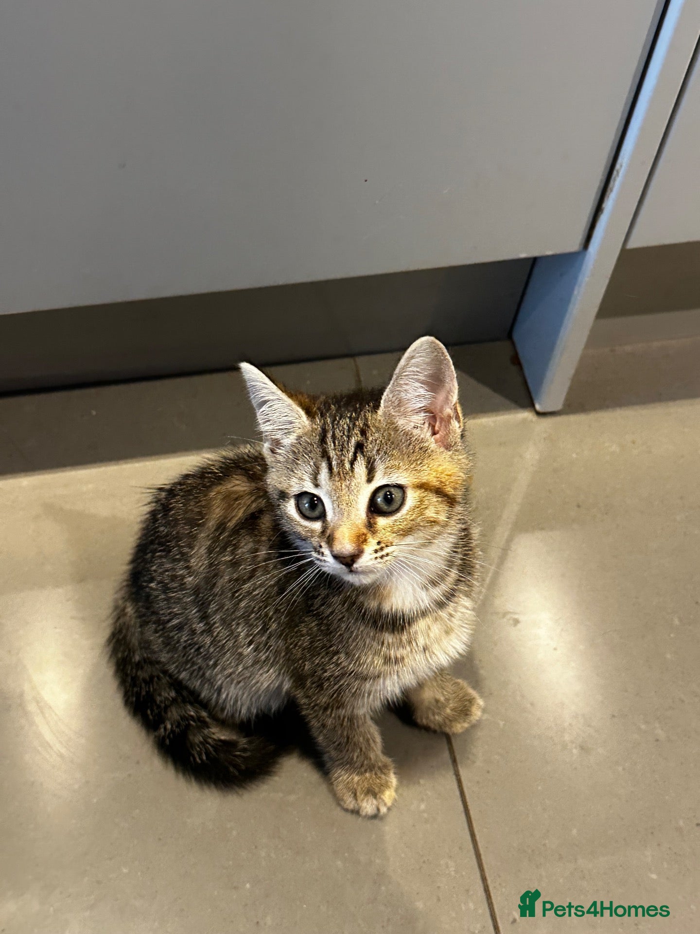 Mixed Breed cats Beautiful kittens for sale🐈❤️ - Advert 4