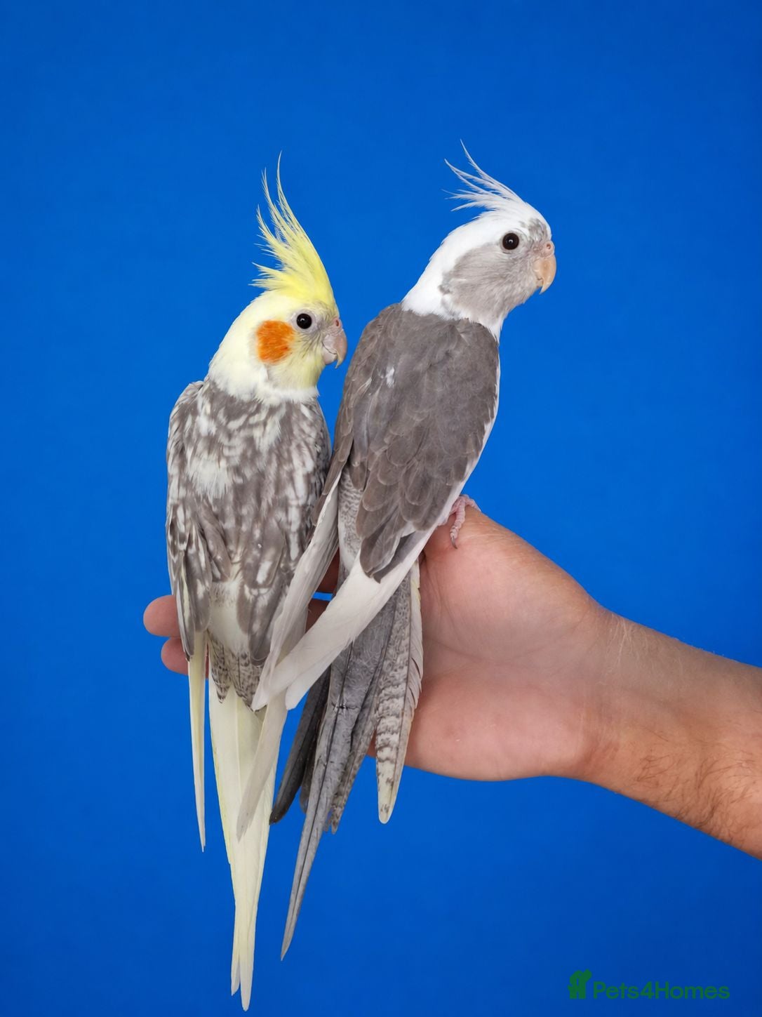 Cockatiels birds Super silly hand tamed baby cockatiels for sale  - Advert 20