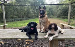 Labrador Retriever dogs for sale: KC Registered Health Tested Working Labs - Image 4