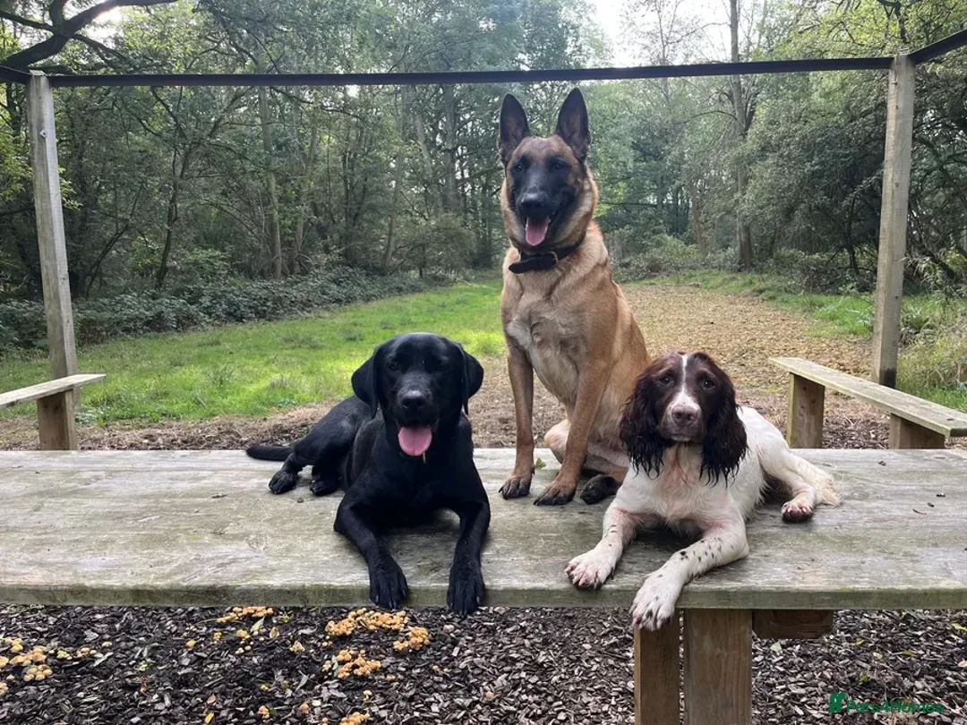 Labrador Retriever dogs for sale: KC Registered Health Tested Working Labs - Image 4