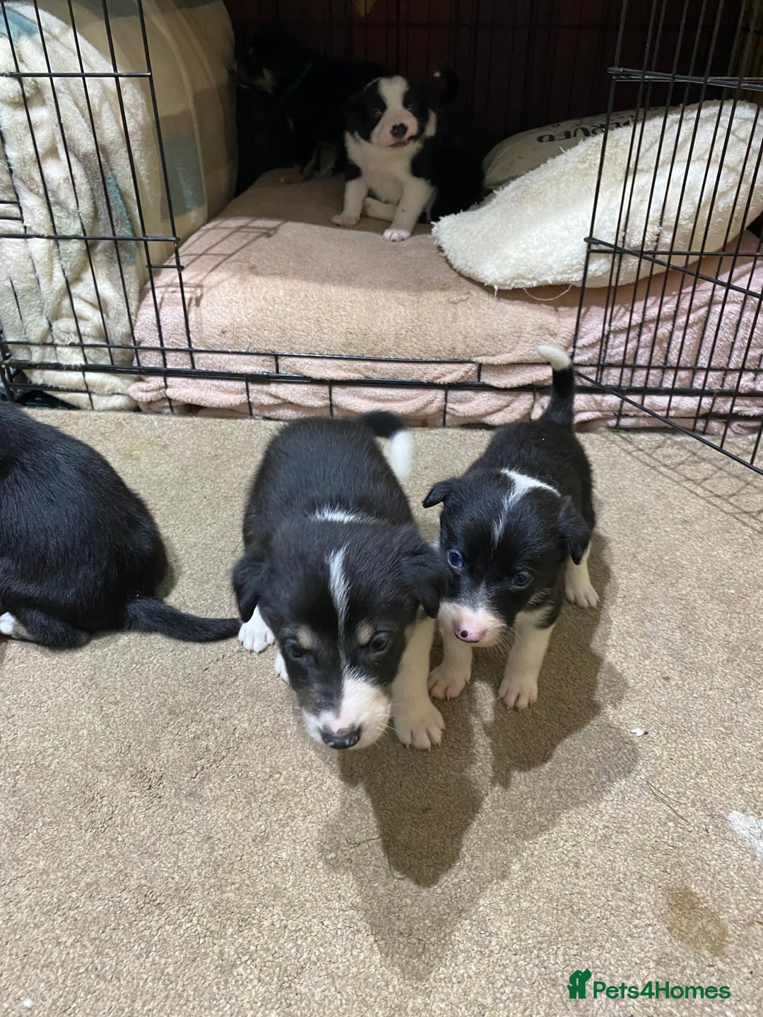 Border Collie dogs for sale: Beautiful border collie pups  - Advert 6