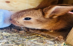 Netherland Dwarf rabbits for sale: Six beautiful little rabbits - Image 3
