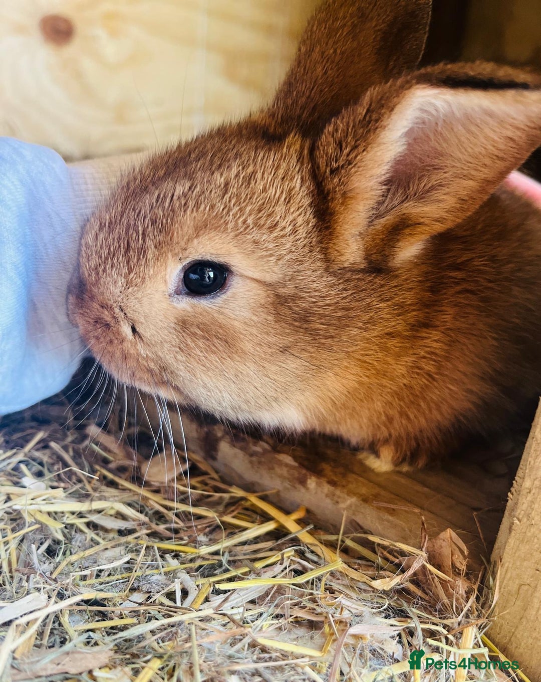 Netherland Dwarf rabbits for sale: Six beautiful little rabbits - Image 3