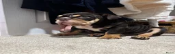 English Bulldog dogs for sale: Chocolate and tan British/english bulldog female - Advert 5
