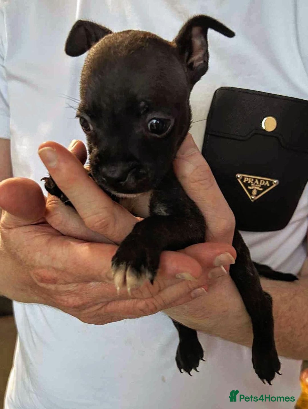 Mixed Breed dogs for sale: French Bulldog x Staffie Puppies - Rare colours - Image 17