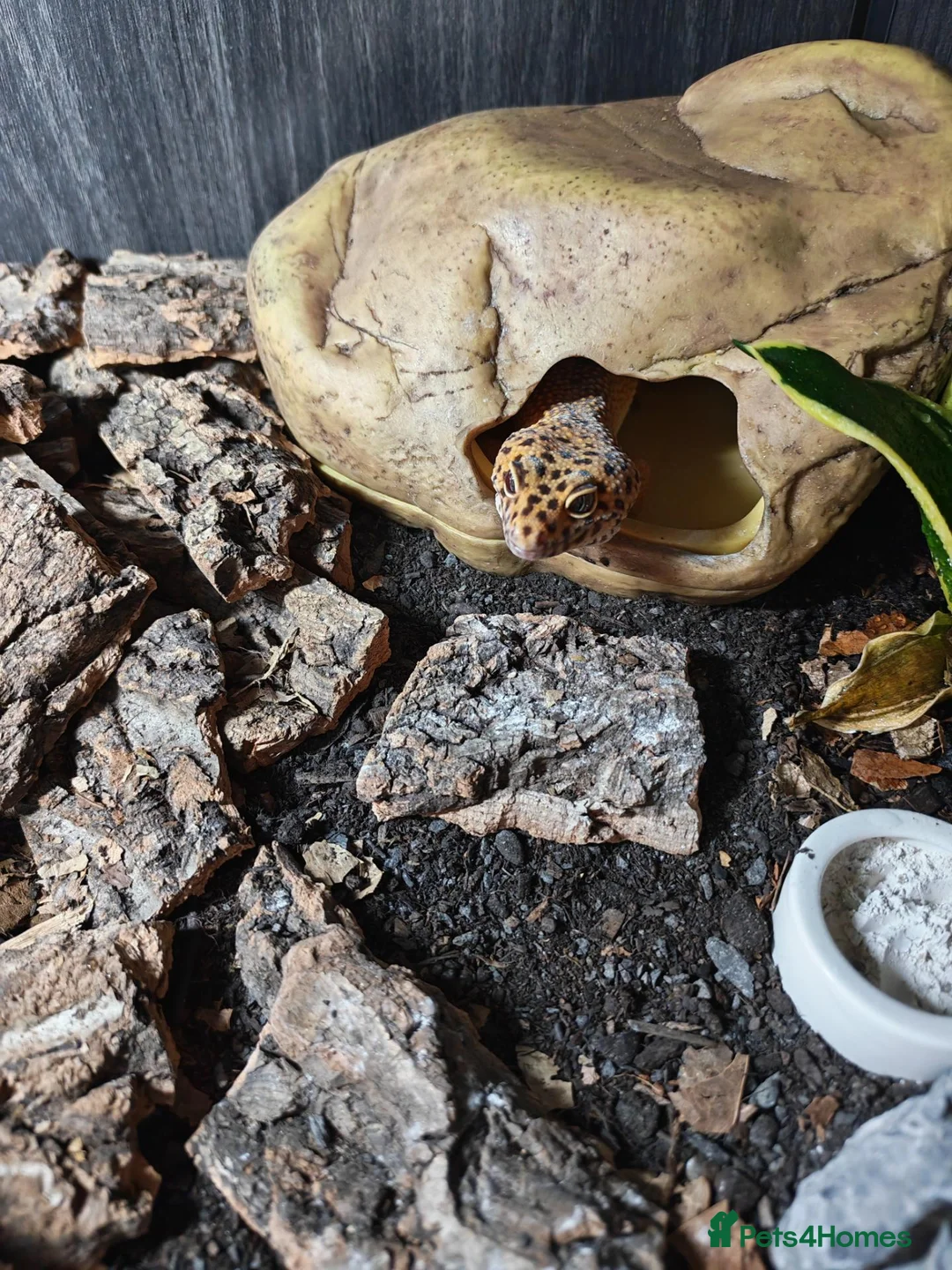 Leopard Gecko reptiles for sale: Leopard Gecko. Full bio active set up.  in Burntwood - Advert 8