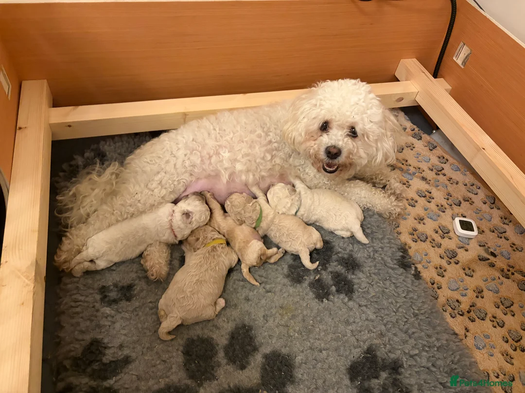 Mixed Breed dogs for sale: 5 Beautiful Poochon Puppies For Sale - Advert 2