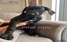 Great Dane dogs for sale: Gorgeous Black/Blue Great Dane Puppies - Image 13