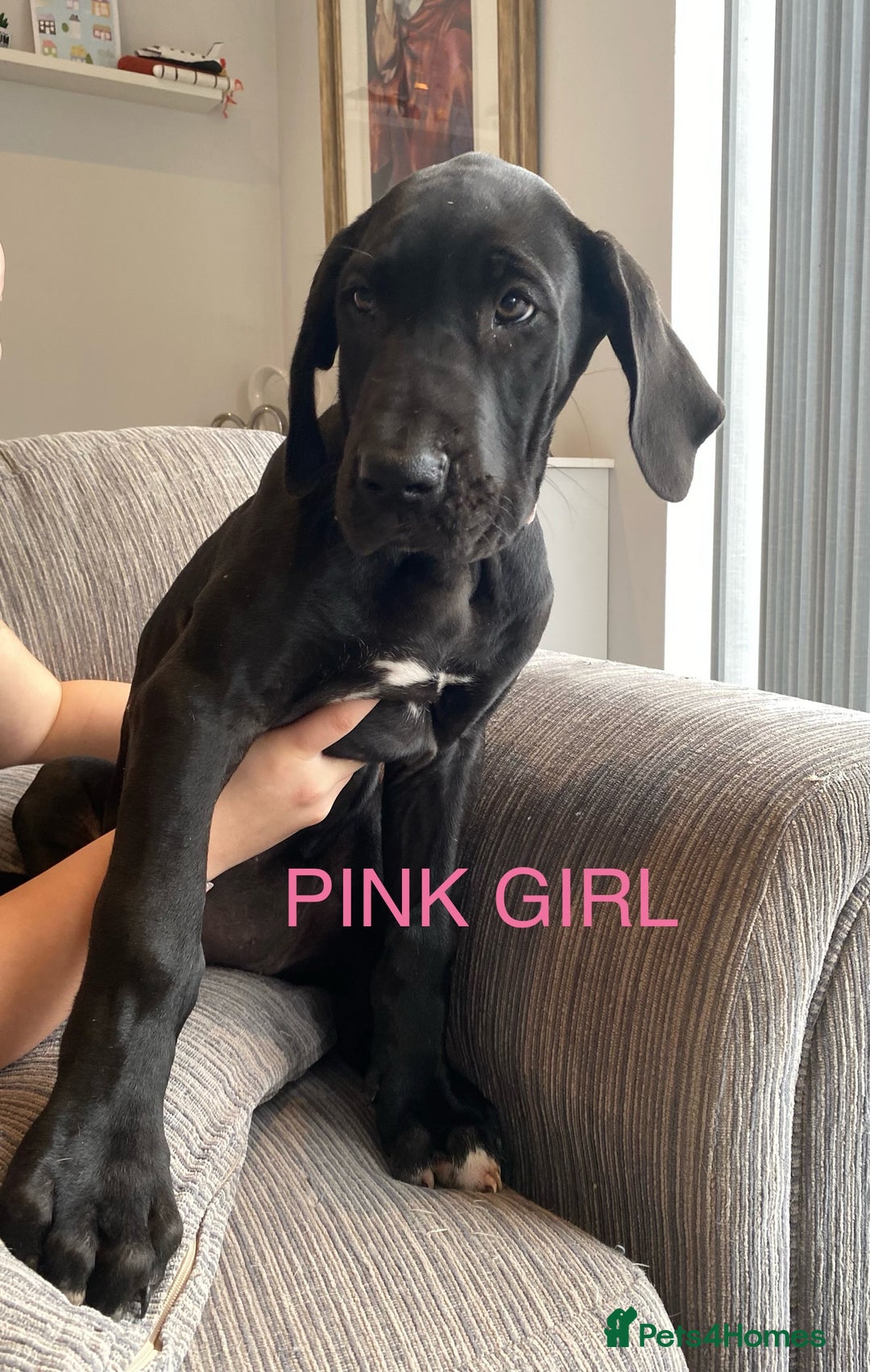 Great Dane dogs for sale: Gorgeous Black/Blue Great Dane Puppies - Image 13