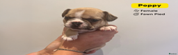 French Bulldog dogs for sale: Stunning KC Registered French Bulldog Puppies - Advert 3