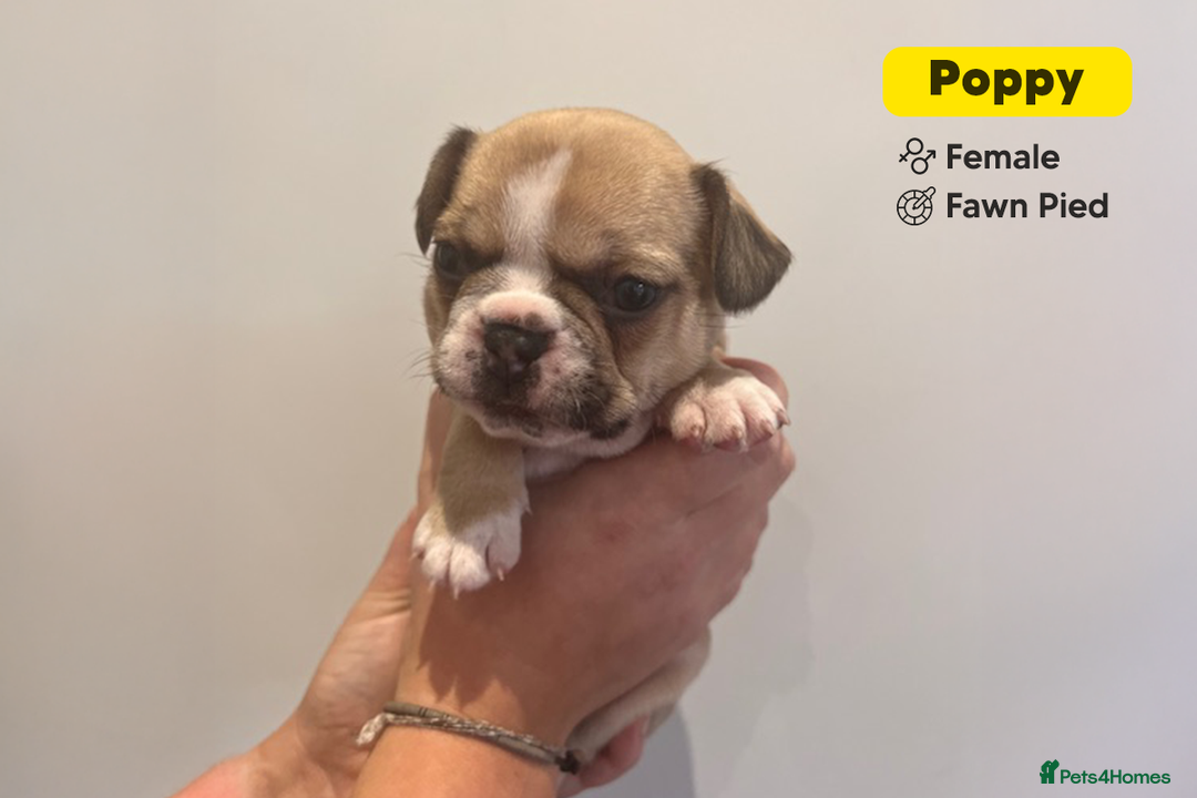 French Bulldog dogs for sale: Stunning KC Registered French Bulldog Puppies - Advert 3