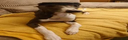 Whippet dogs for stud: KC registed whippet stud - Advert 3