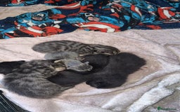 Mixed Breed cats for sale: 6 kittens looking for new homes  - Advert 4