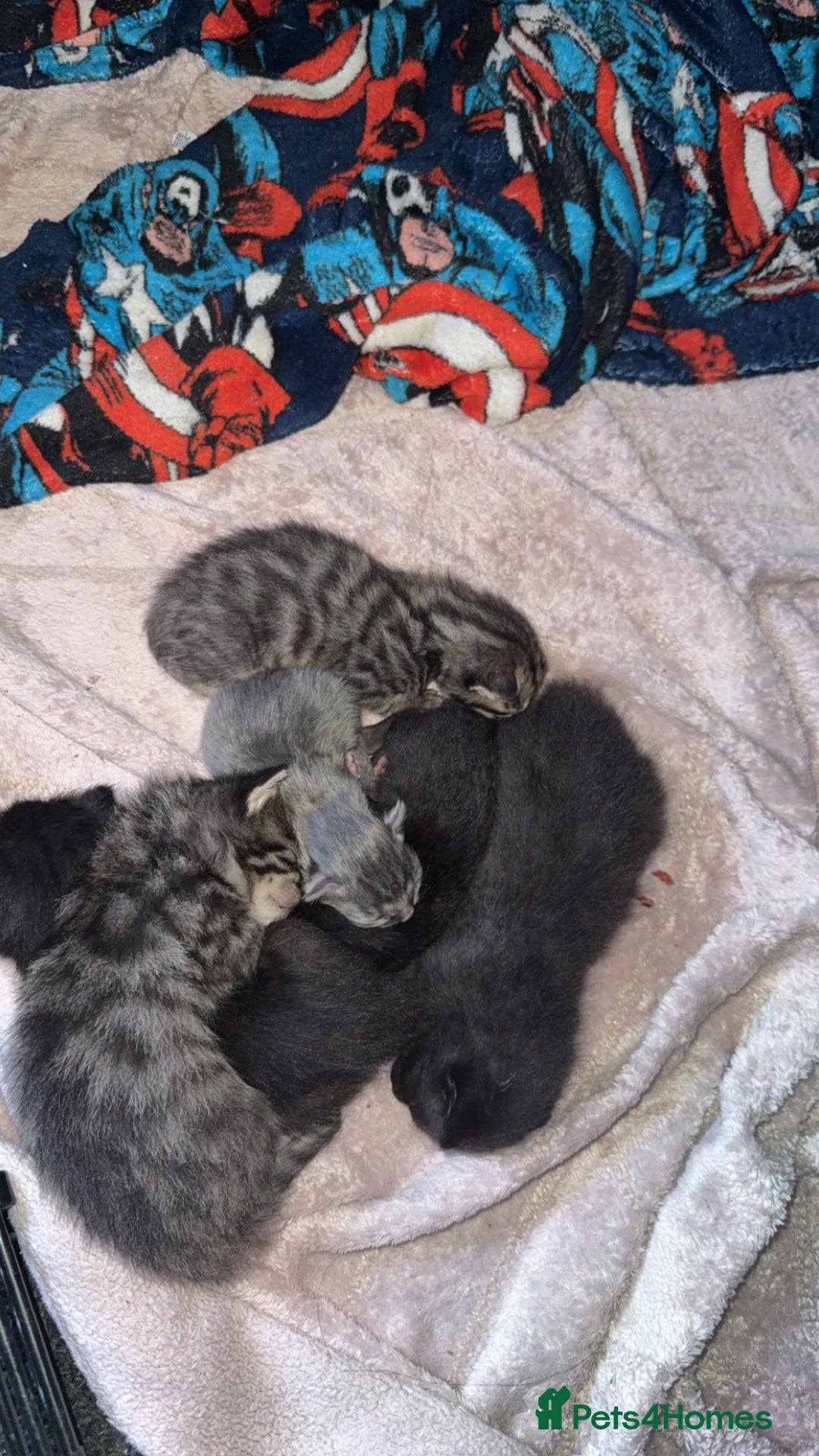 Mixed Breed cats for sale: 6 kittens looking for new homes  - Advert 4