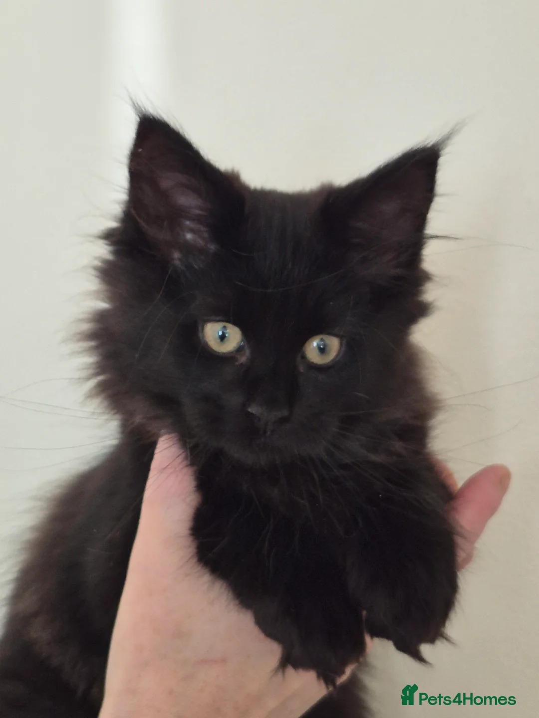 Maine Coon cats for sale: Mainecoon kittens in Plymouth - Advert 10