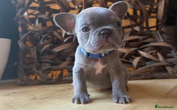 French Bulldog dogs for sale: Pedigree Frenchies - New Shade Isabella’s & Lilacs - Image 6