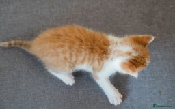Mixed Breed cats for sale: 4 LOVEY CATS in ESSEX - 2 MALE & 2 FEMALE  - Image 3