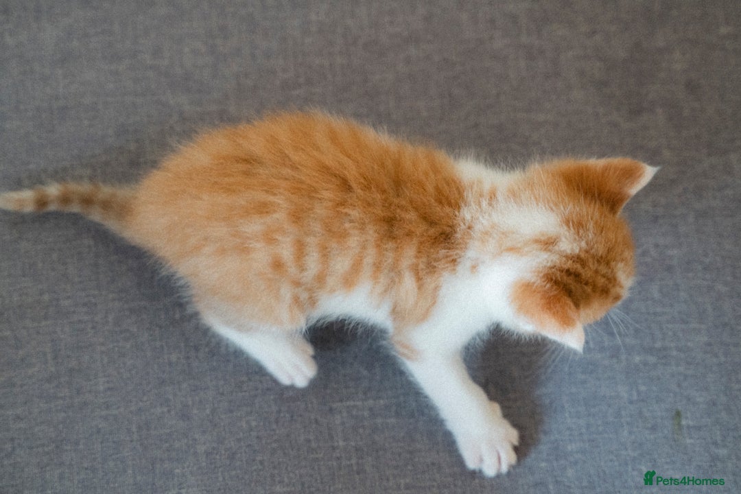 Mixed Breed cats for sale: 4 LOVEY CATS in ESSEX - 2 MALE & 2 FEMALE  - Image 3