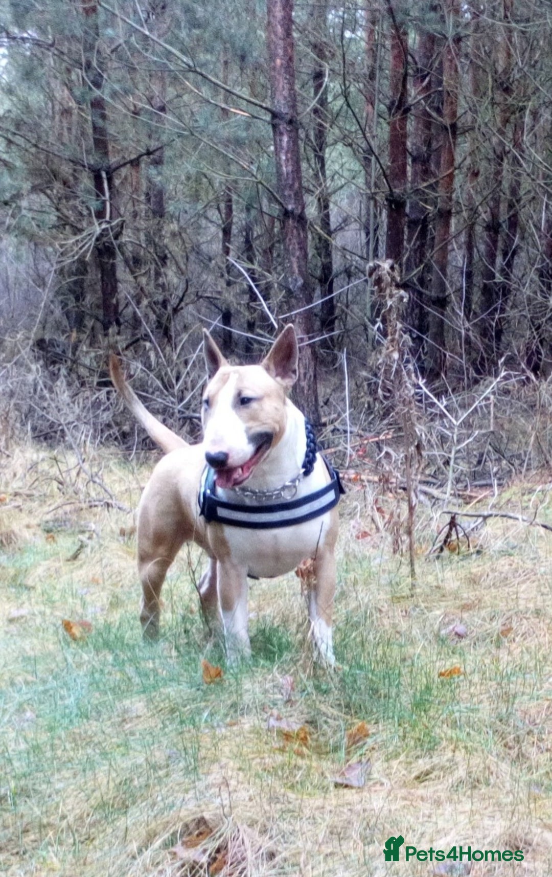 English Bull Terrier dogs for stud: Quality Kc Registered Red & White in Southampton - Advert 16