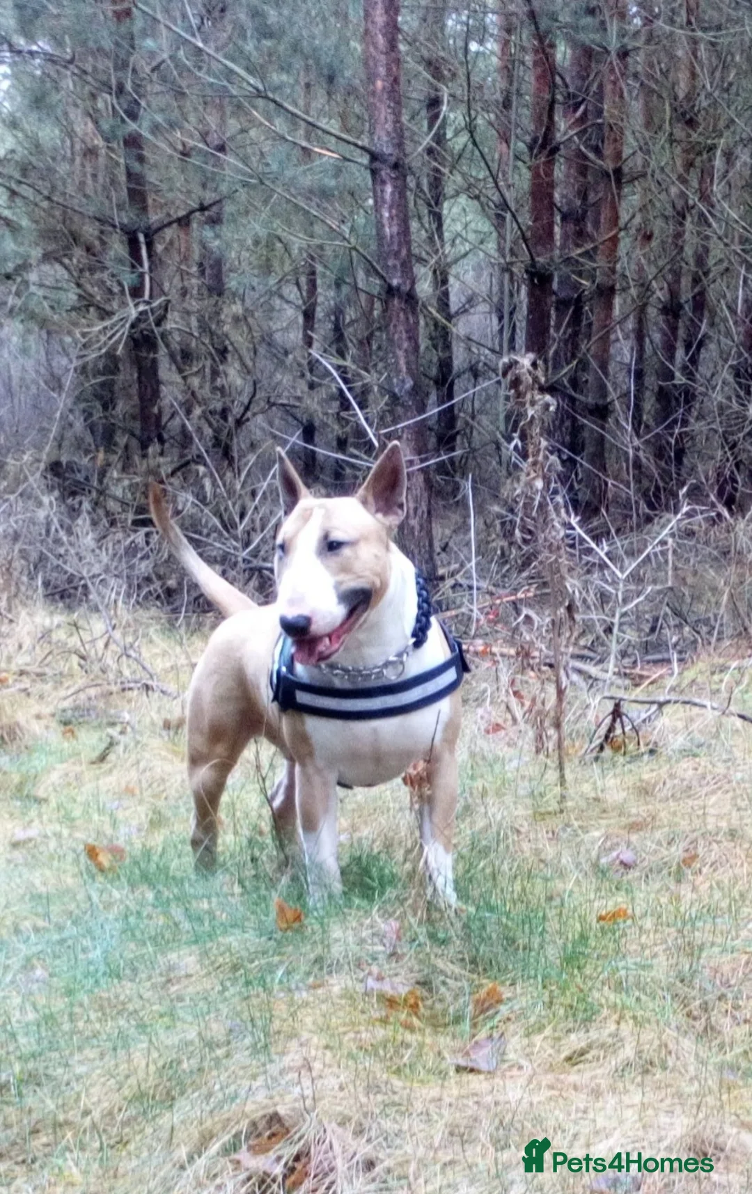 English Bull Terrier dogs for stud: Quality Kc Registered Red & White in Southampton - Advert 16