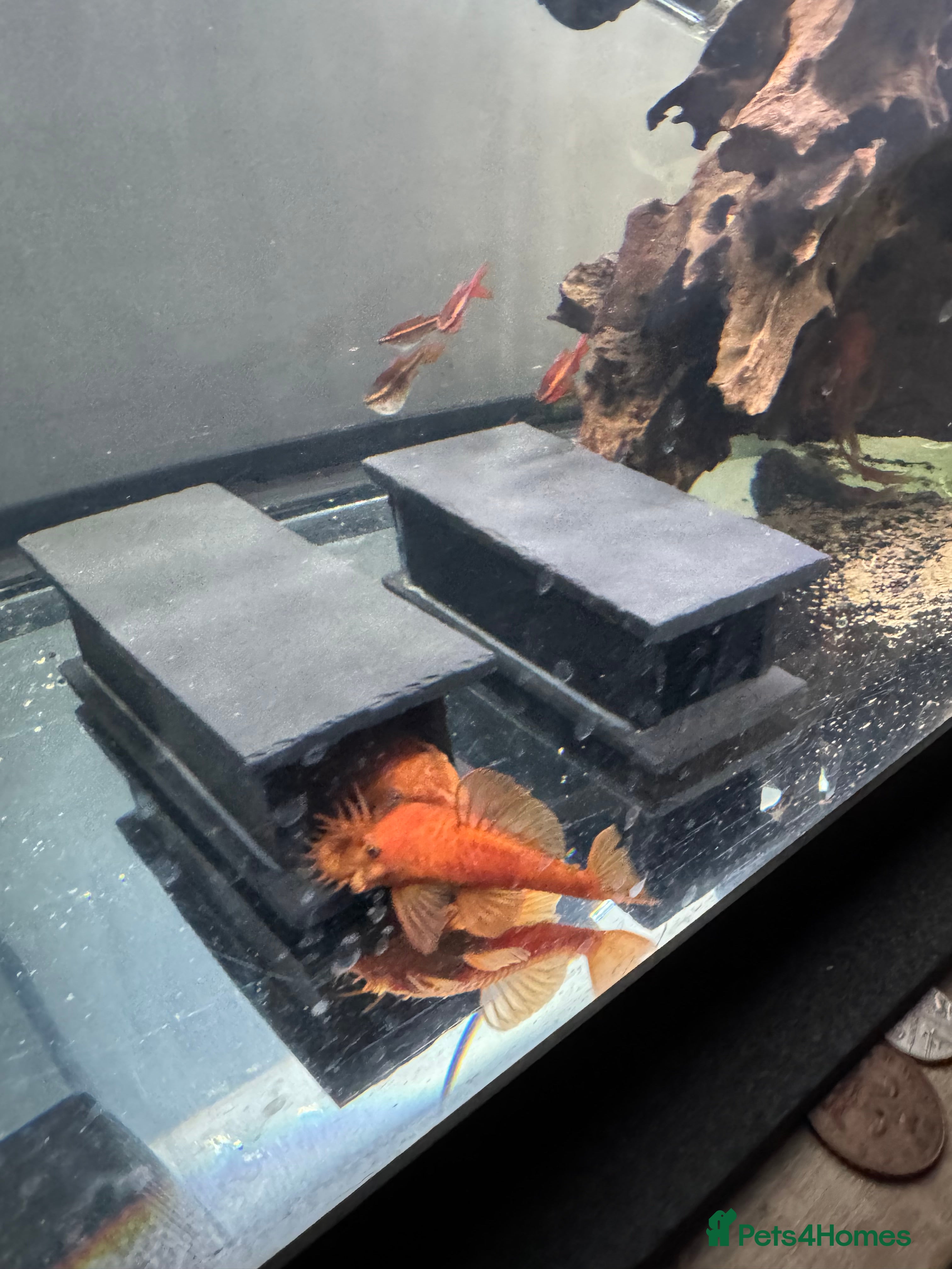 Plecos fish Super red bristle nose plecos  - Advert 1