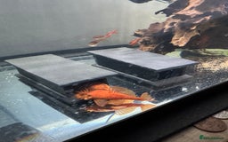 Plecos fish for sale: Super red bristle nose plecos  - Image 1