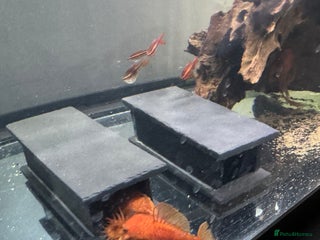 Plecos fish Super red bristle nose plecos - Advert 3