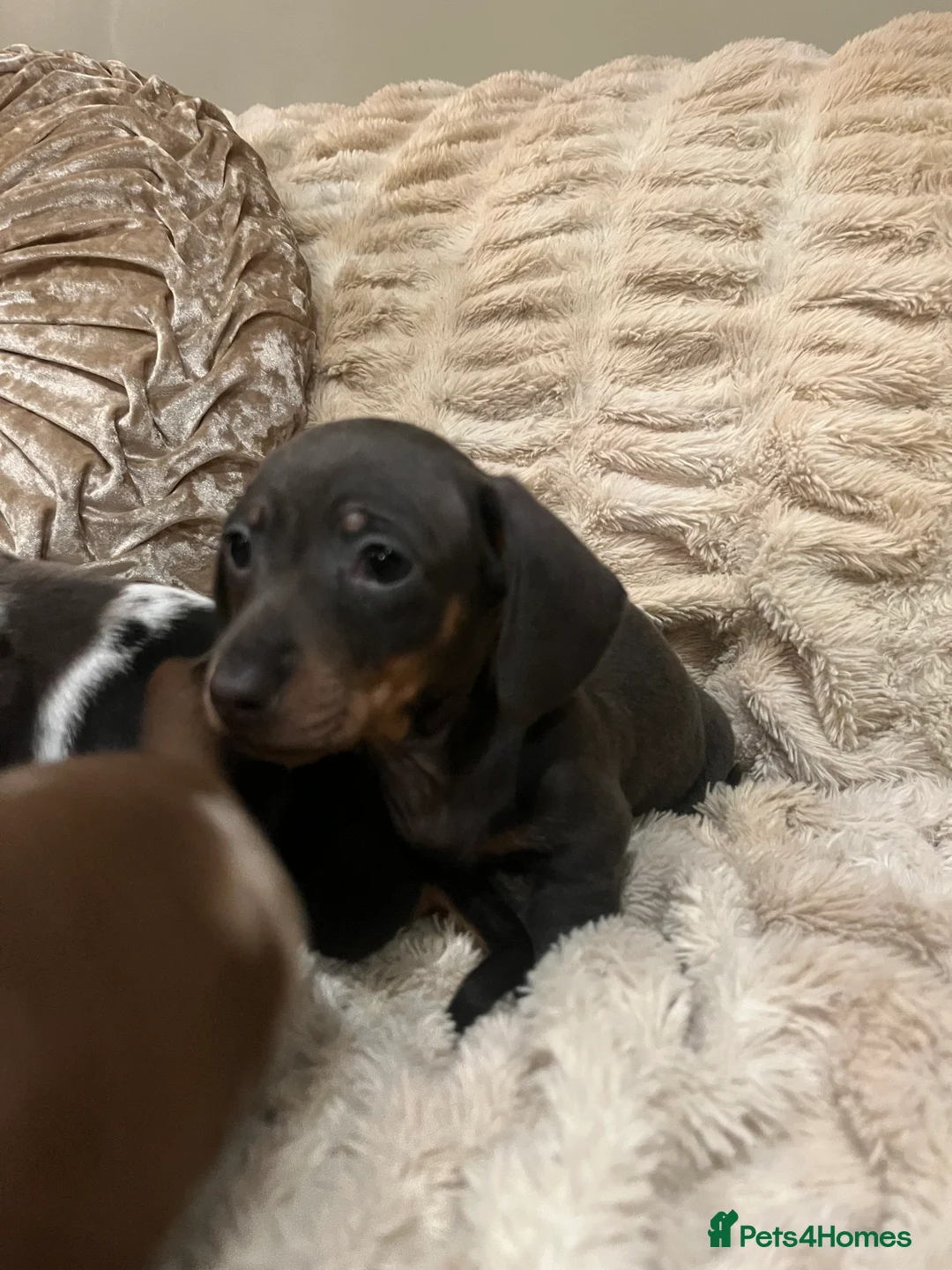 Miniature Dachshund dogs for sale: 💕Ready now Minature Dachshund 💕 - Advert 8