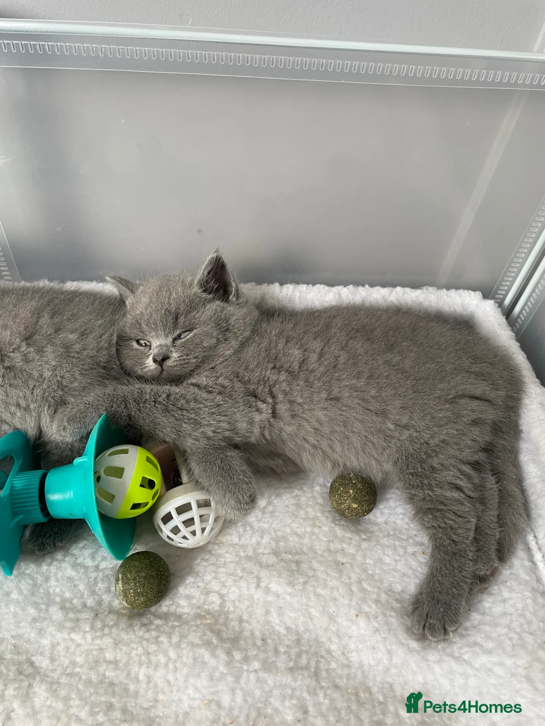 British Shorthair cats for sale: British blues shorthair  in Alford - Advert 22