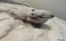 Ragdoll cats for sale: 3 beautiful ragdoll kittens - Image 5