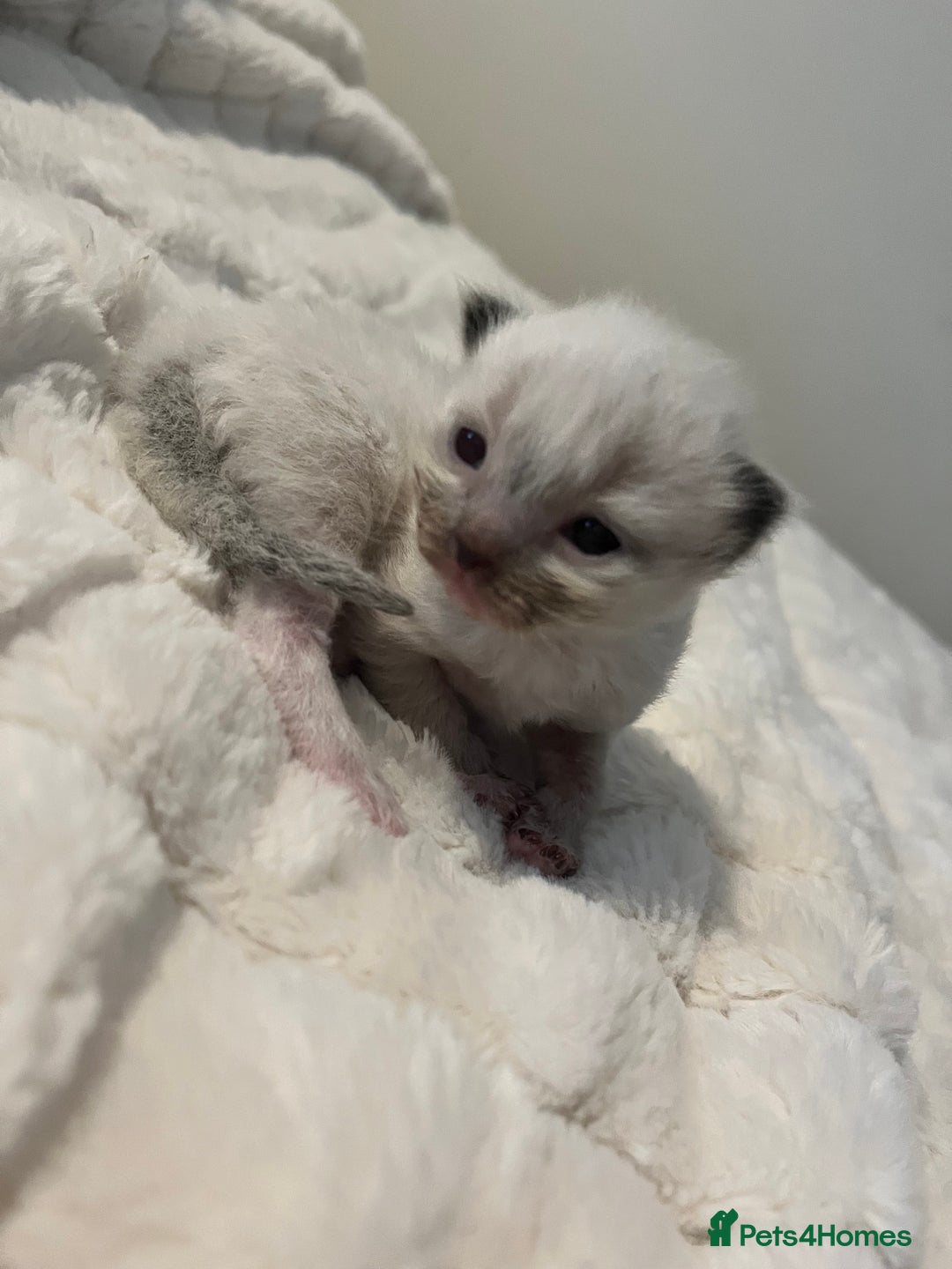 Ragdoll cats for sale: 3 beautiful ragdoll kittens - Image 5
