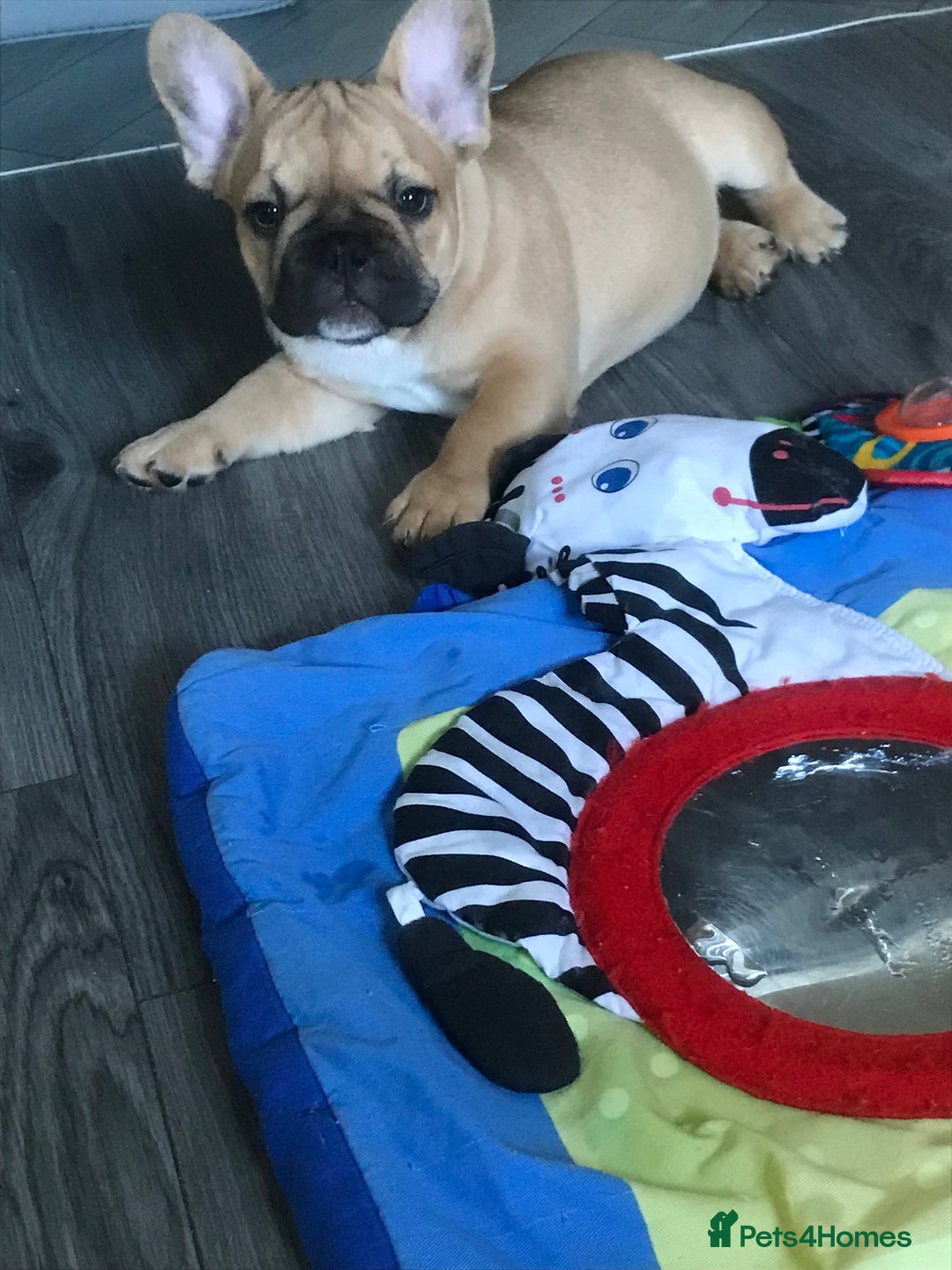 French Bulldog dogs for sale:  French bulldogs from £850 to £1700 in Liverpool - Image 2