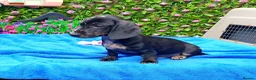 Dachshund dogs for sale: FULLY VAX READY NOW QUAILTY MINI KC Reg PRA CLEAR  - Advert 5