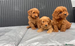 Cockapoo dogs for sale: Beautiful f1 cockapoos ready now - Image 15