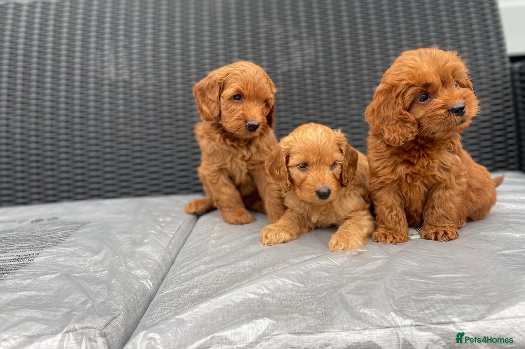 Cockapoo dogs for sale: Beautiful f1 cockapoos ready now - Image 15