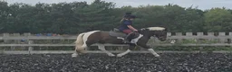 Other Breed horses for sale: Sparky in Redcar - Advert 4
