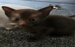 Siamese cats for sale: 2 chocolate point siamese girls and one Havana boy - Image 6