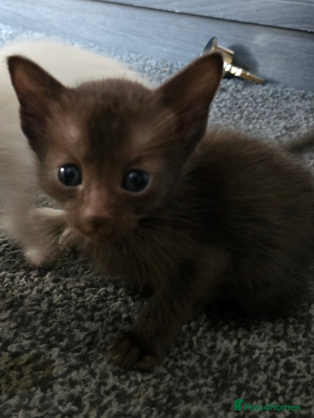 Siamese cats for sale: 2 chocolate point siamese girls and one Havana boy - Image 6