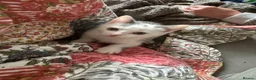 Mixed Breed cats for sale: 4 kittens for sale - Advert 10