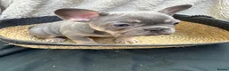 French Bulldog dogs for sale: Quality French Bulldog Lilac & Tan Puppies - Advert 4