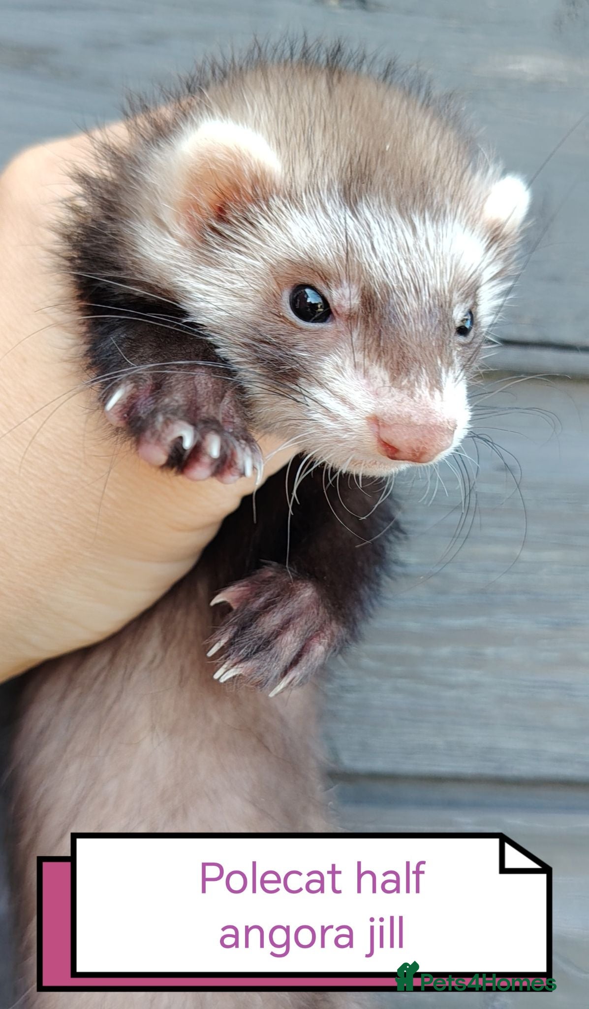 Ferret rodents for sale: Beautiful angora ferret kits - Advert 2