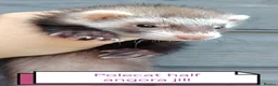 Ferret rodents for sale: Beautiful angora ferret kits - Advert 1