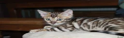 Bengal cats for sale: One Brown Rosette Male Bengal Left! - Advert 33