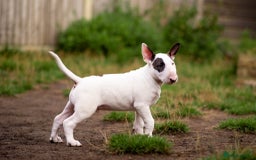 Bull Terrier dogs for sale: Vlad  - Image 2