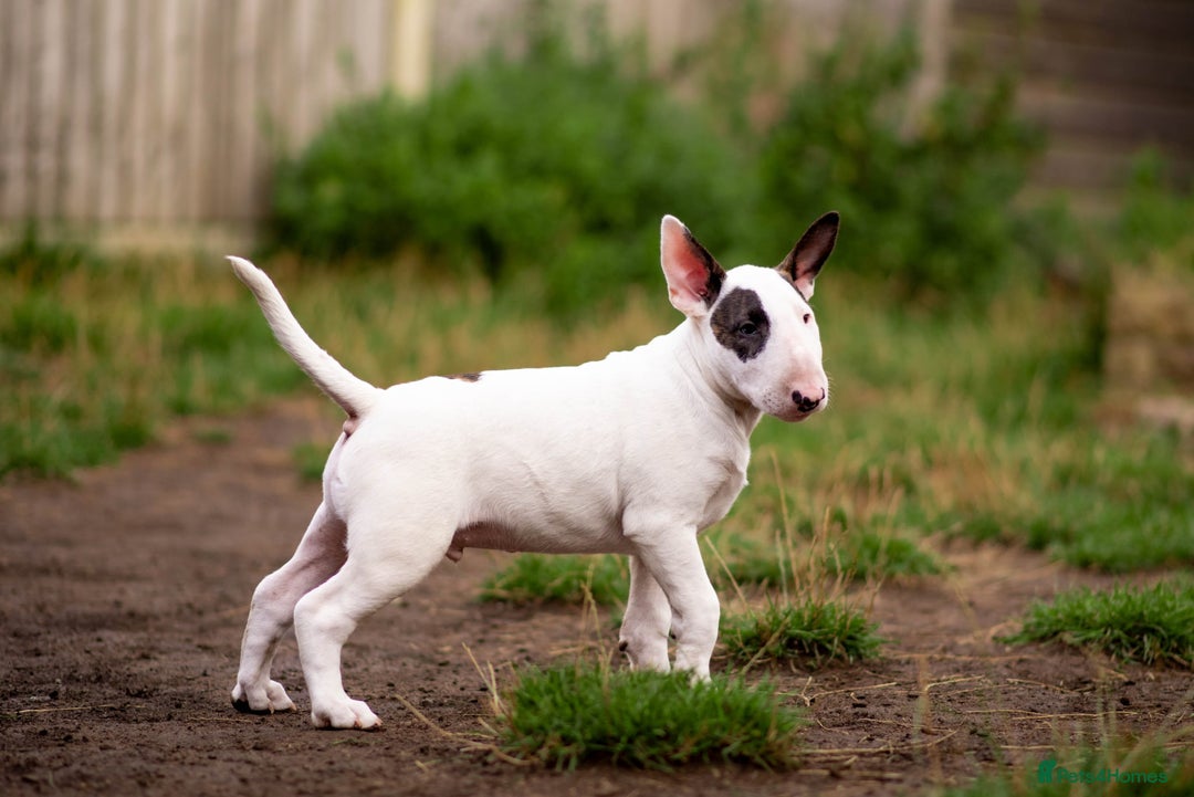 Bull Terrier dogs for sale: Vlad  - Image 2
