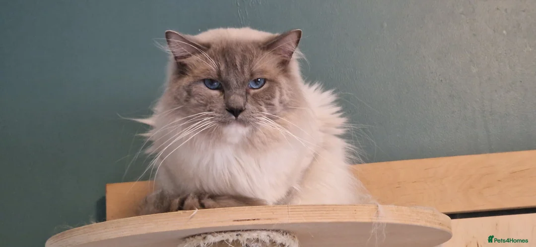 Ragdoll cats for sale: Gccf active reg male ragdoll - Advert 3